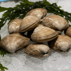 ホンビノス Large White Clams2kg