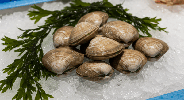 ホンビノス Large White Clams2kg